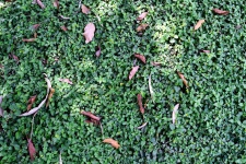 Leafy Carpet
