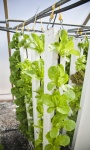 Lettuce In Vertical Towers