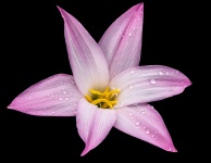 Lily Flower With Raindrops