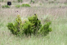 Long Tailed Widow Hidden In Bush
