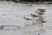 Marching Willets