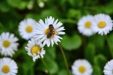 Marguerite And Bee