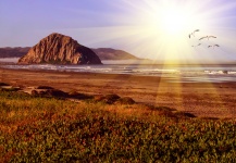 Morro Rock Sunset With Seagulls