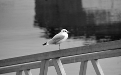 Seagull On The Bridge