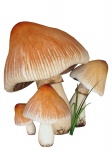 Mushrooms On White Background