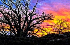 Oak Trees In Sunrise