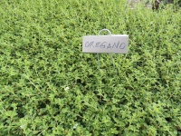 Oregano Plant