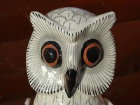 Owls Face