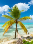 Palm Tree And The Sea