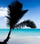 Palm Tree Silhouette
