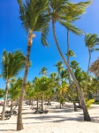 Palm Trees On The Beach