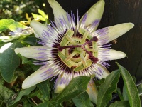 Passionflower 2