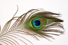 Peacock Feathers 4