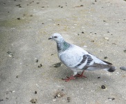 City Pigeon