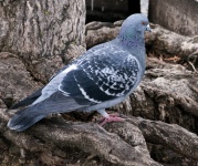 Pigeon On Ground