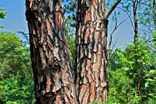 Pine Tree Bark