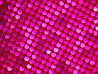 Pink Circular Pattern Background