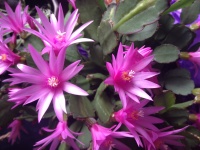 Pink Easter Cactus Flowers