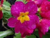 Pink Primula Flower In Morning Dew