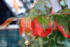Pink-red Discolored Leaf