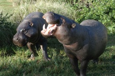 Pygmy Hippo Pair