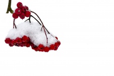 Red Berries And Snowy Branch