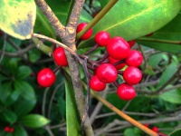 Red Berries Plant
