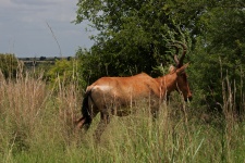 Red Hartebeest In The Veld