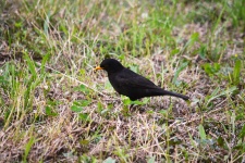 Meal Of The Blackbird