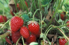 Ripe Strawberries On The Vine