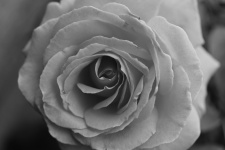 Rose - Grayscale