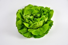 Salad Variety Lettuce