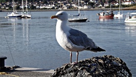 Seagull At Conwy