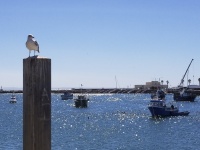 Seagull At Portugal Harbor