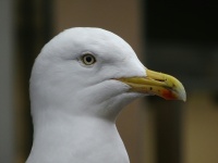 Seagull Up Close