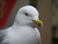 Seagull Up Close