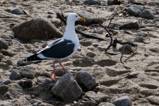 Seagull Walking The Beach