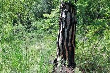 Segmented Tree Bark