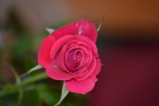 Single Red Rose Photo