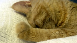 Sleeping Ginger Tabby Cat