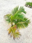 Small Palm Tree