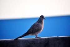 Spotted Dove 10