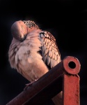Spotted Dove 12