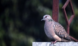 Spotted Dove 13
