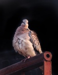 Spotted Dove 7