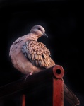 Spotted Dove 8