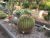 Succulent And Cactus Garden