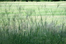 Tall Grass With Green Tufts