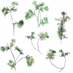 Thuja Plant Twigs 1