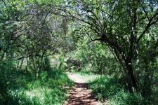 Track Leading Through Thicket